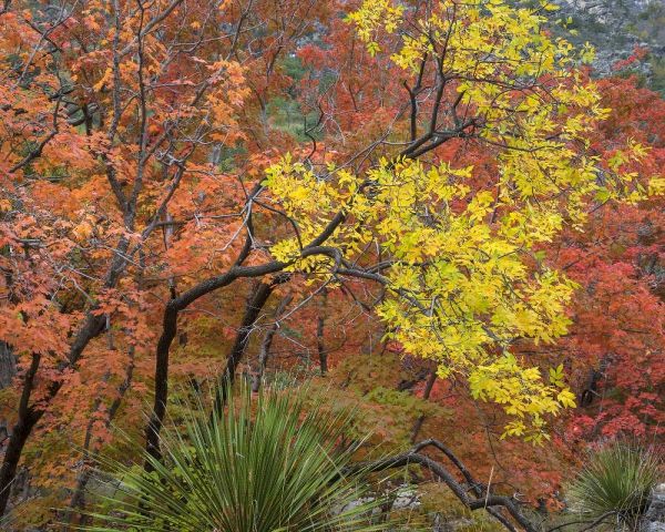 TX, Guadalupe Mts NP Bigtooth maples in fall